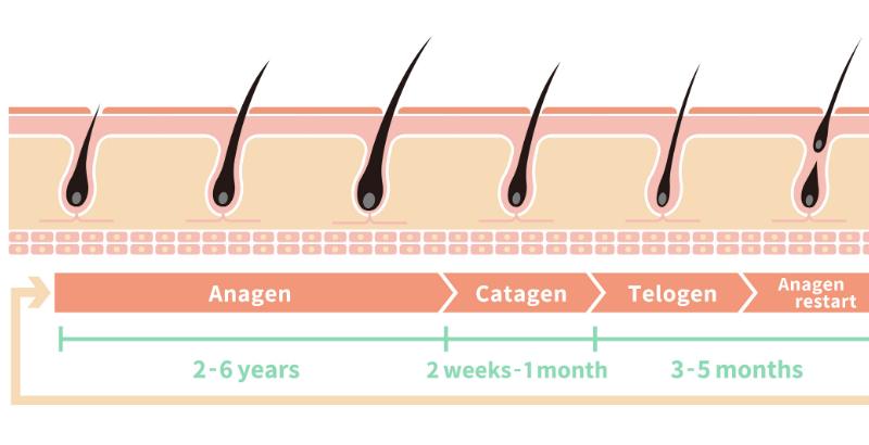 Фазы жизненного цикла волос_ уход после пересадки_8